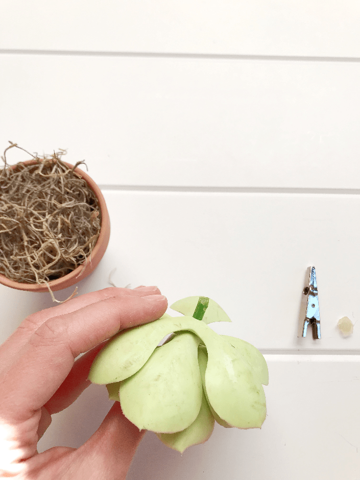 Easy and Inexpensive DIY Dollar Tree Succulent, diy dollar tree succulent planter, diy dollar tree decor, diy dollar tree, diy dollar tree crafts, diy dollar tree crafts 2019, diy dollar tree home decor, dollar tree succulent ideas, succulent decor ideas, dollar tree succulents diy, #diydollartree, #diysucculents, #diyhomedecor, #diysucculent #diyplanter #mommycrafts #mommyblog #momblogger #homedecorations